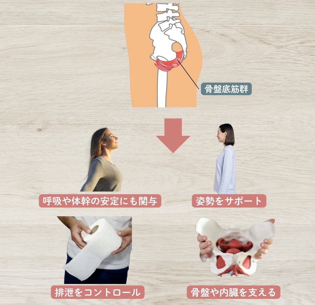骨盤底筋群のはたらき