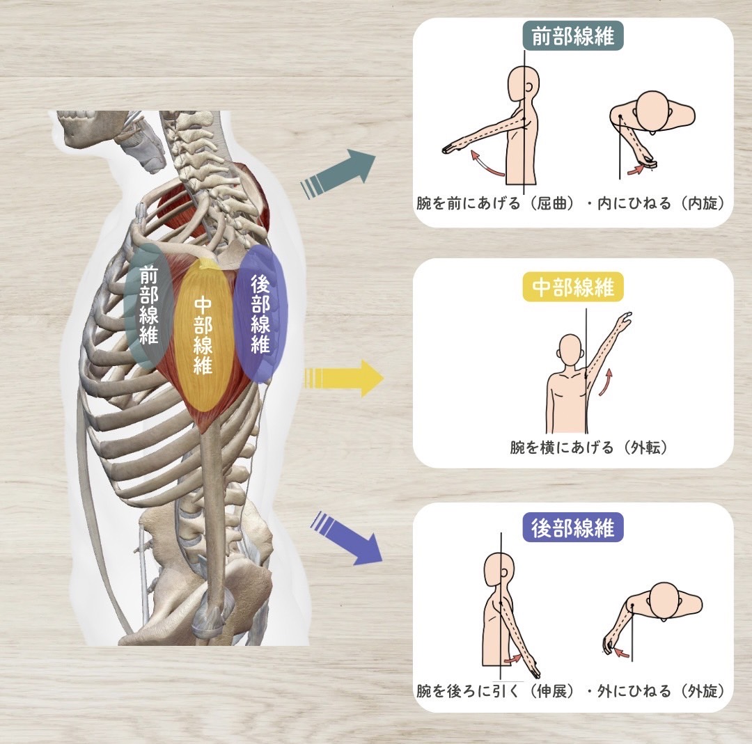 三角筋の作用