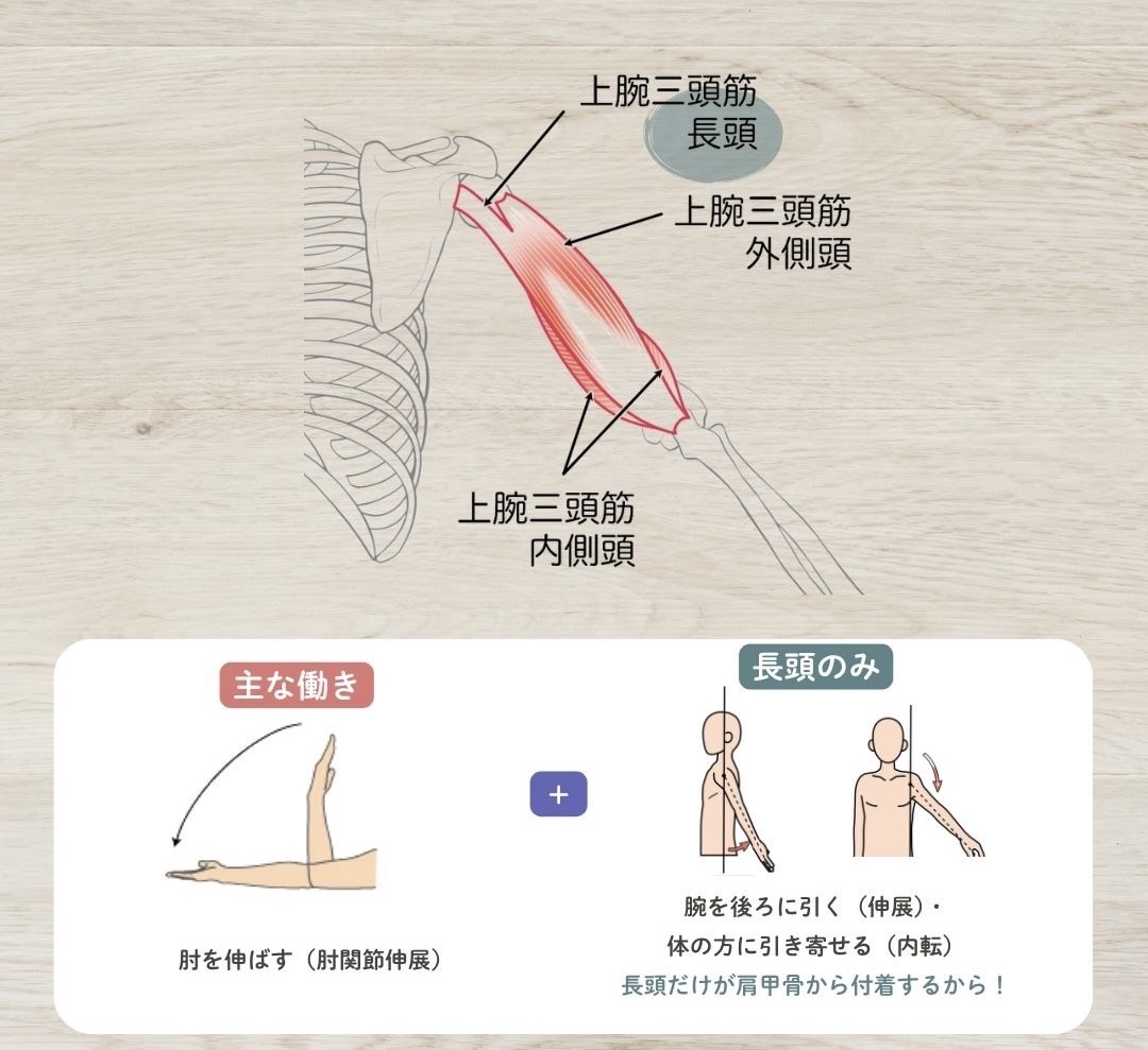 上腕三頭筋の作用