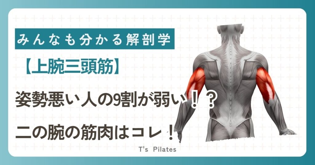 【上腕三頭筋】姿勢悪い人の9割が弱い！？二の腕の筋肉はコレ！