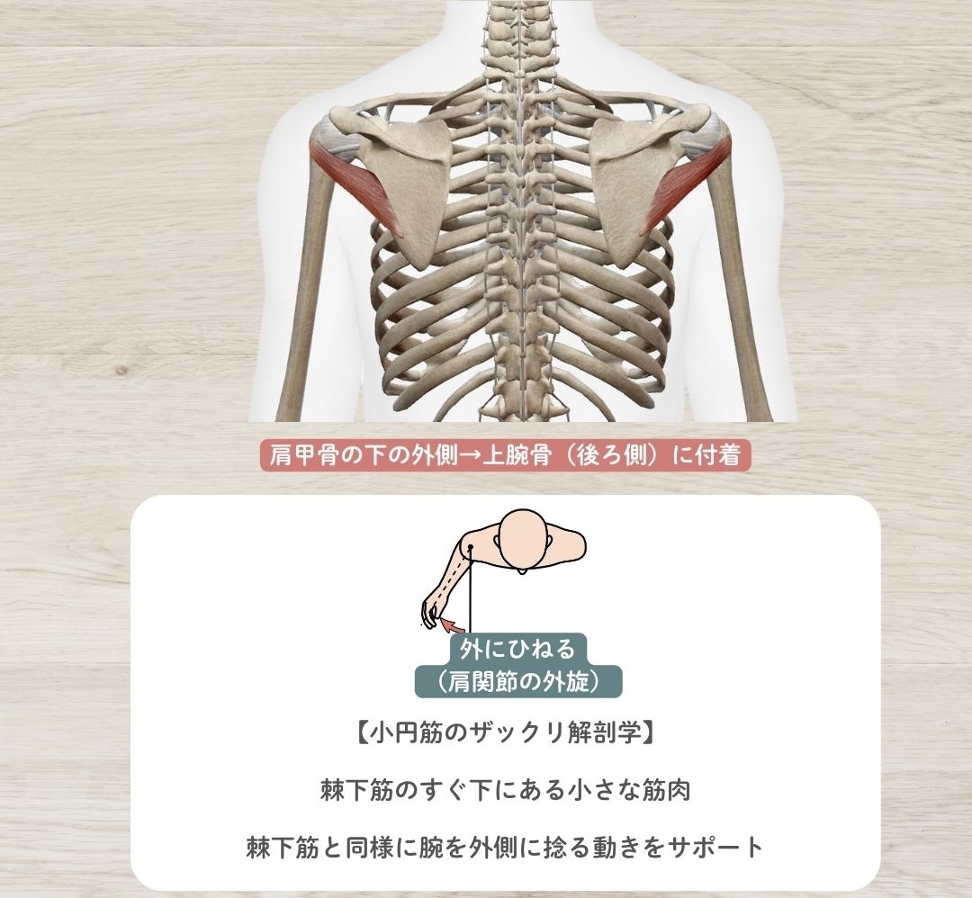 小円筋（しょうえんきん）