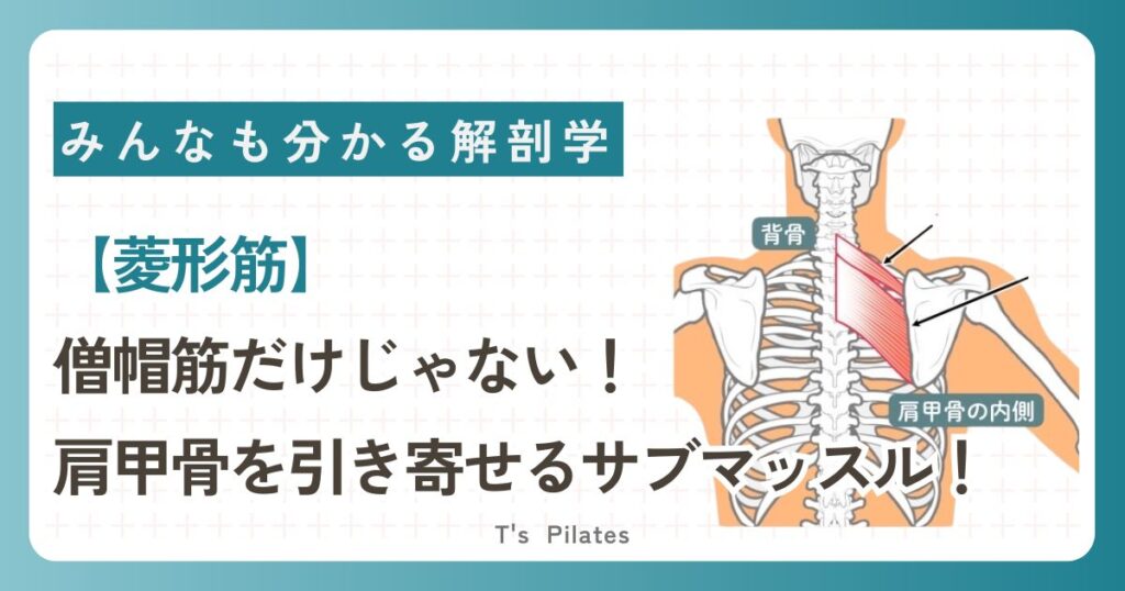 菱形筋コラムサムネイル
