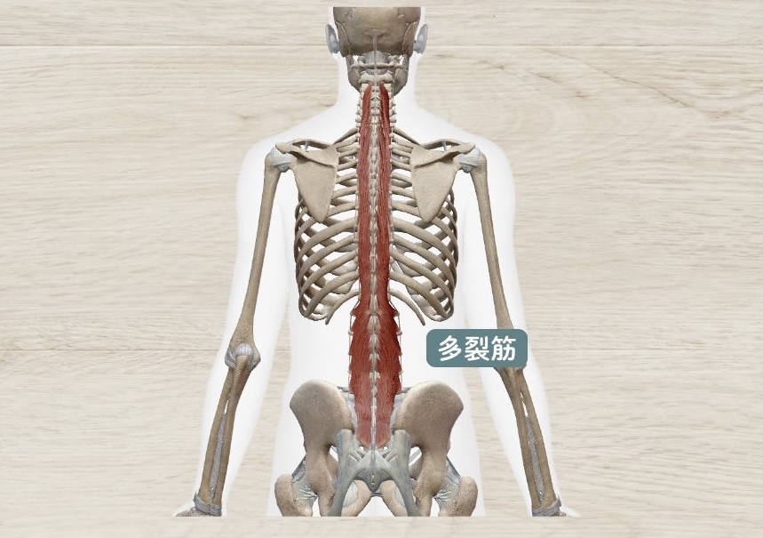 多裂筋