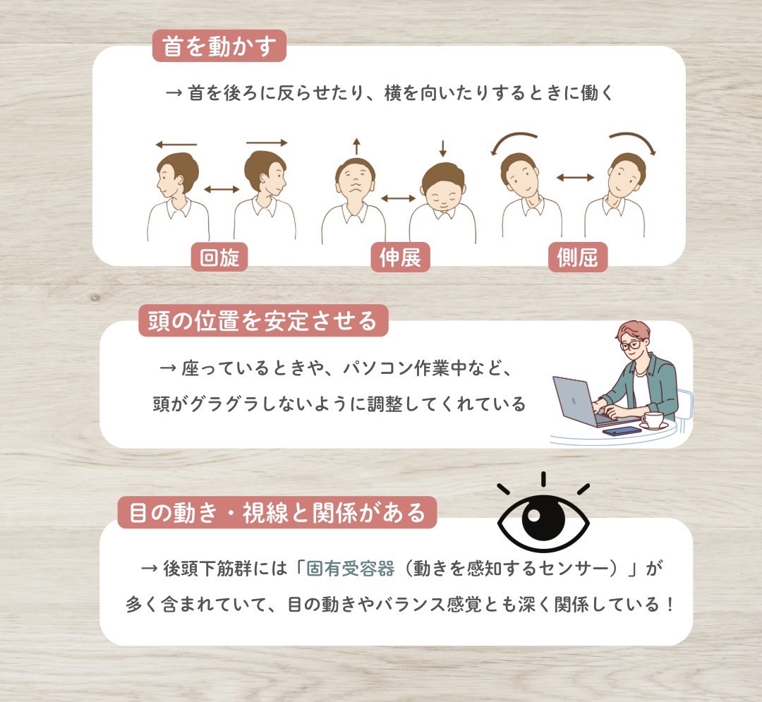 後頭下筋群の作用