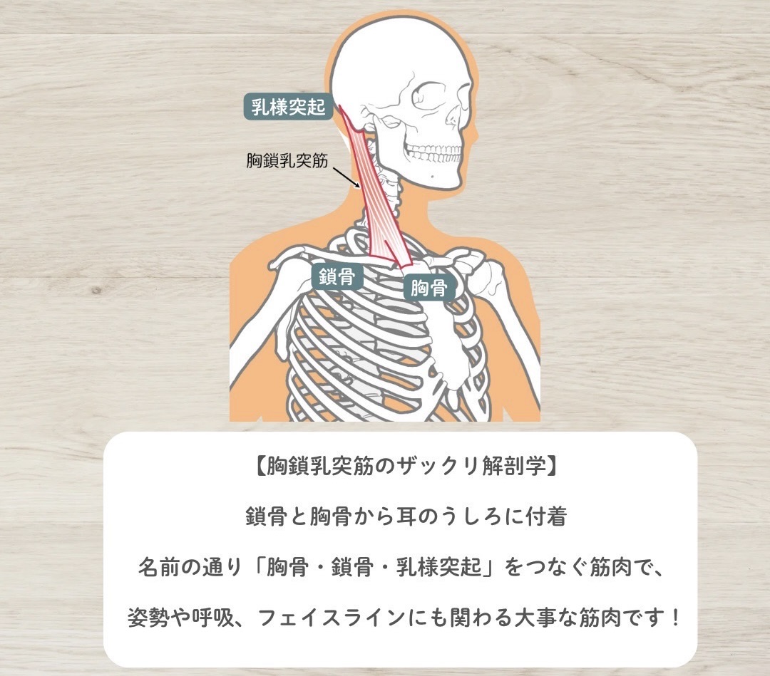 胸鎖乳突筋(きょうさにゅうとつきん)