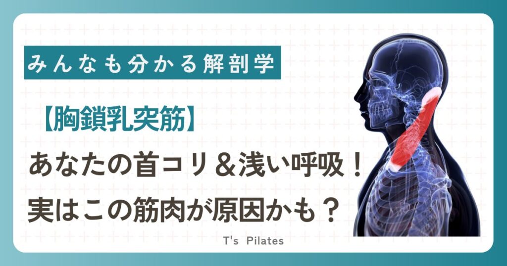 あなたの首こりや浅い呼吸、実はこの筋肉が原因かも？
