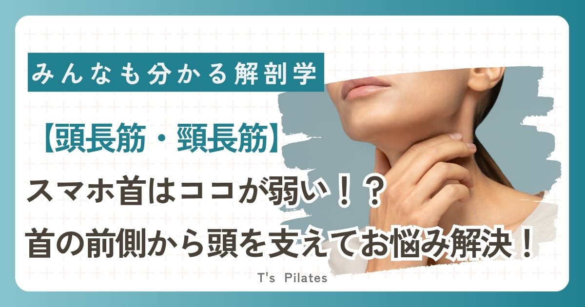 【頭長筋・頸長筋】スマホ首はココが弱い!?首の前側から頭を支えてお悩み解決!