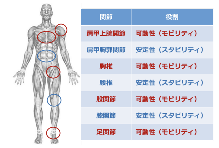 Joint by Joint Theory